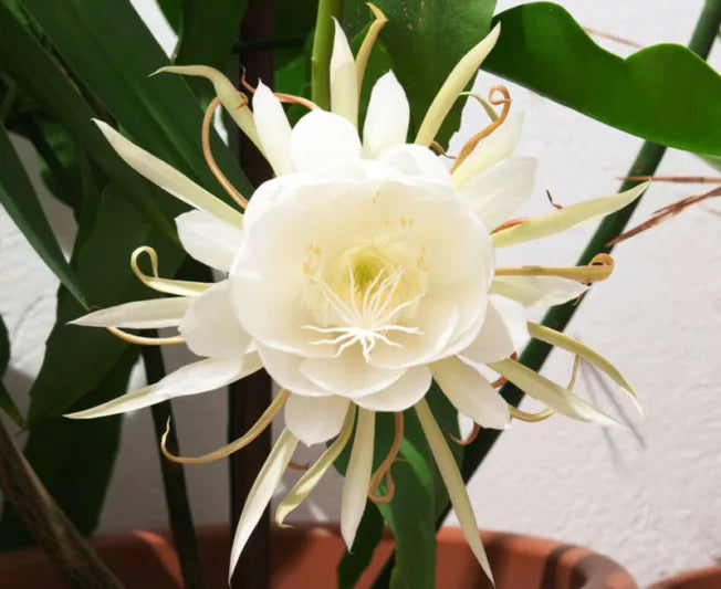Epiphyllum Oxypetalum (Night Blooming Cereus / Dutchmans Pipe)