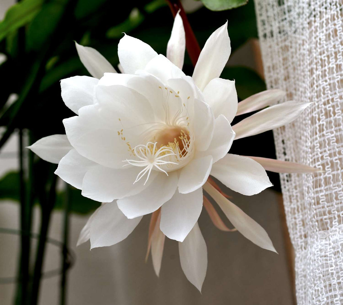 Epiphyllum Oxypetalum (Night Blooming Cereus / Dutchmans Pipe)