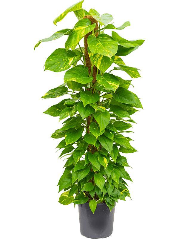 Epipremnum Aureum ‘Gold Form’ (Golden Pothos)