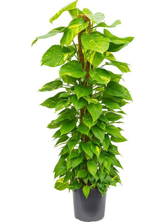 Epipremnum Aureum ‘Gold Form’ (Golden Pothos)