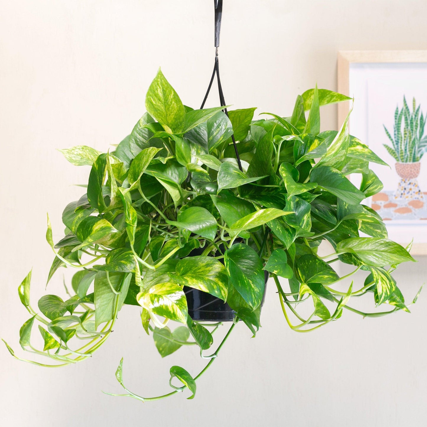 Epipremnum Aureum ‘Gold Form’ (Golden Pothos)