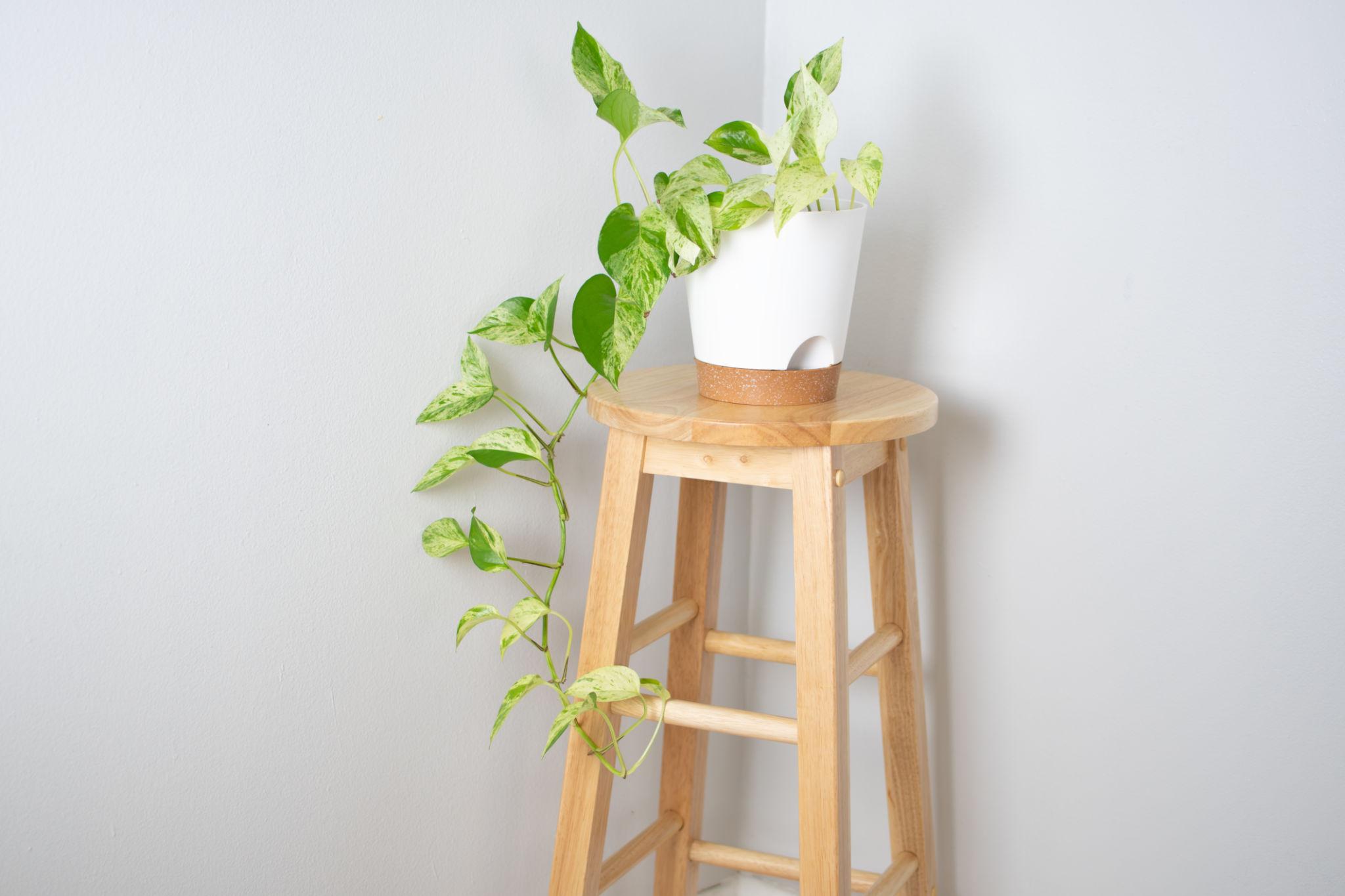 Epipremnum Aureum ‘Snow Queen’ (Snow Queen Pothos)