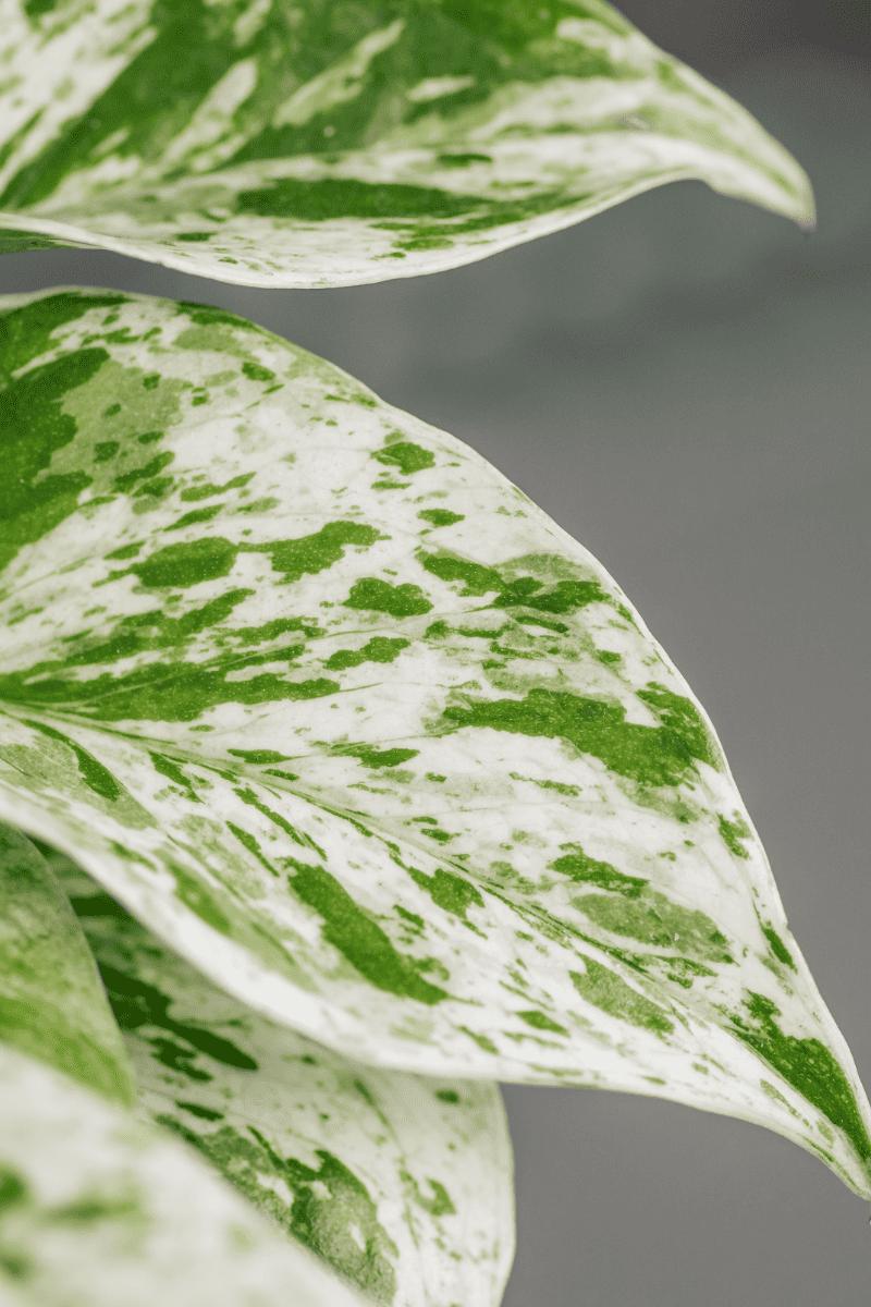 Epipremnum Aureum ‘Snow Queen’ (Snow Queen Pothos)