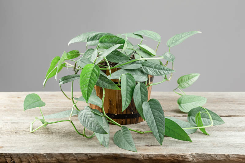 Epipremnum Pinnatum ‘Cebu Blue’ (Cebu Blue Pothos)