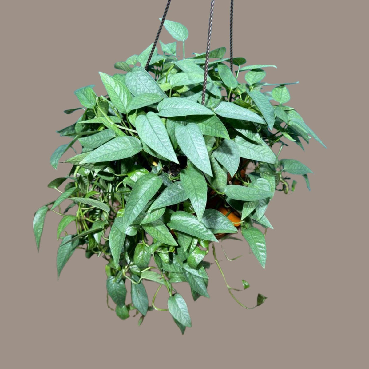 Epipremnum Pinnatum ‘Cebu Blue’ (Cebu Blue Pothos)