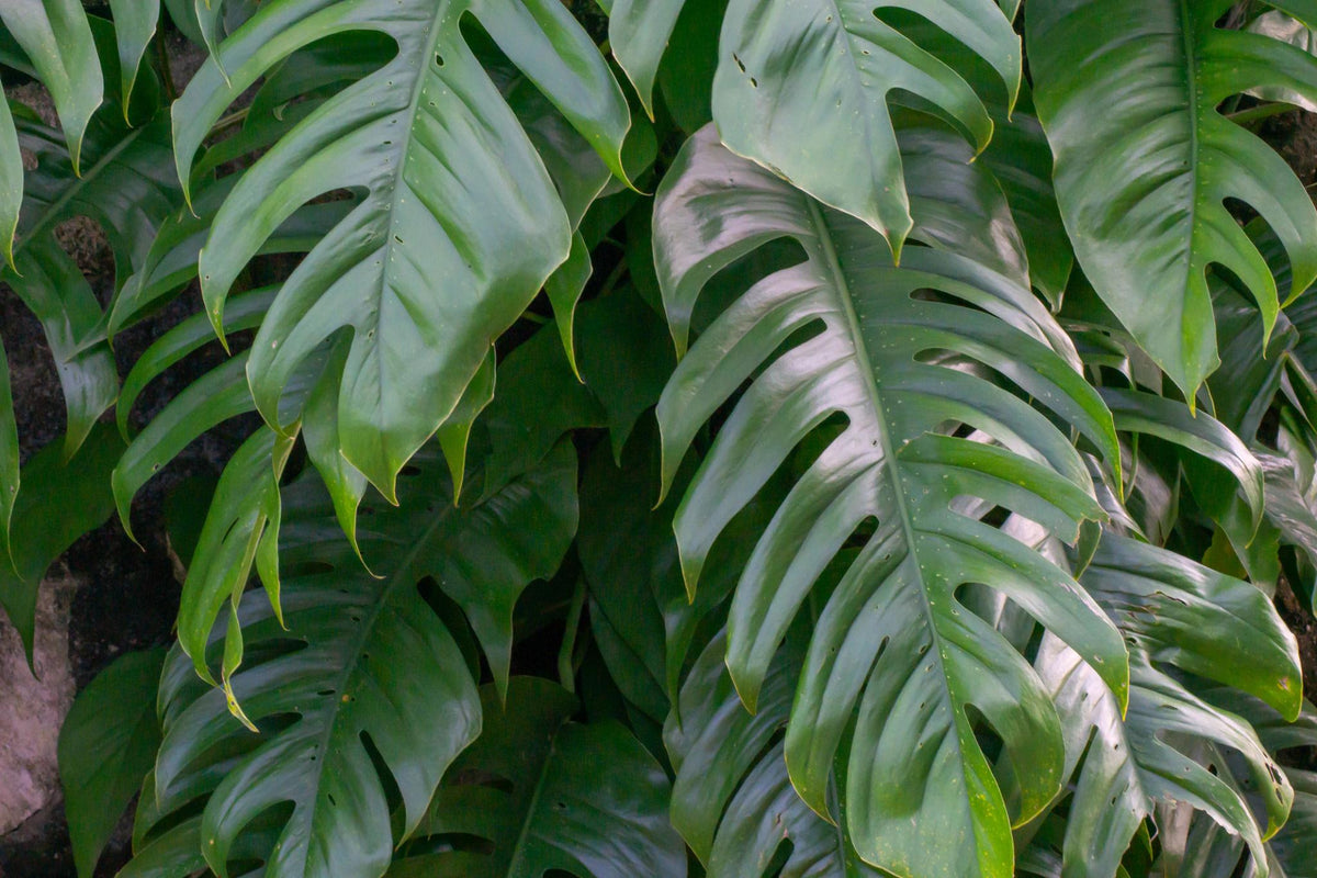 Epipremnum Pinnatum (Dragon Tail Plant) – Hanging Baskets