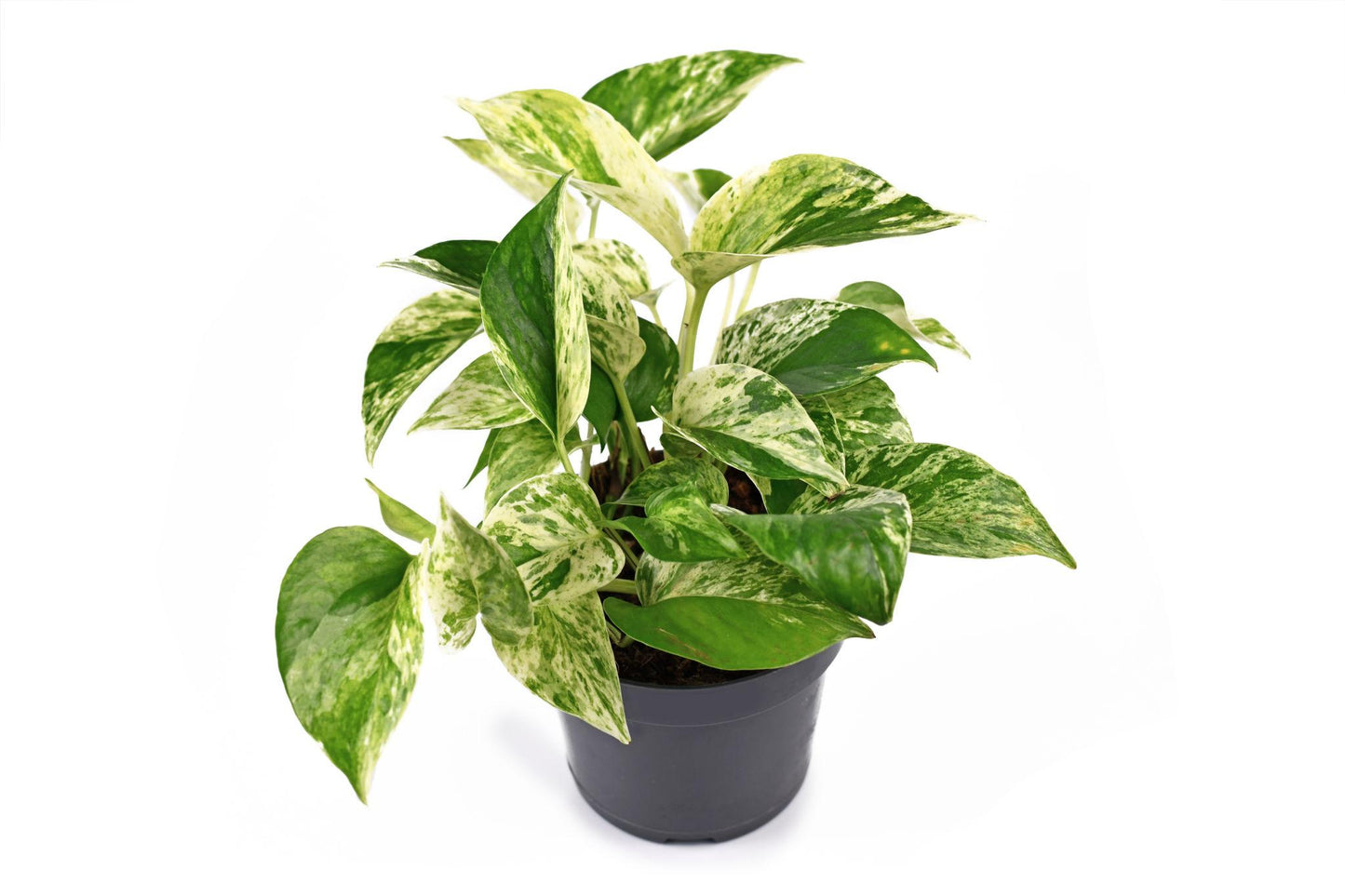 Epipremnum aureum (Marble Queen)