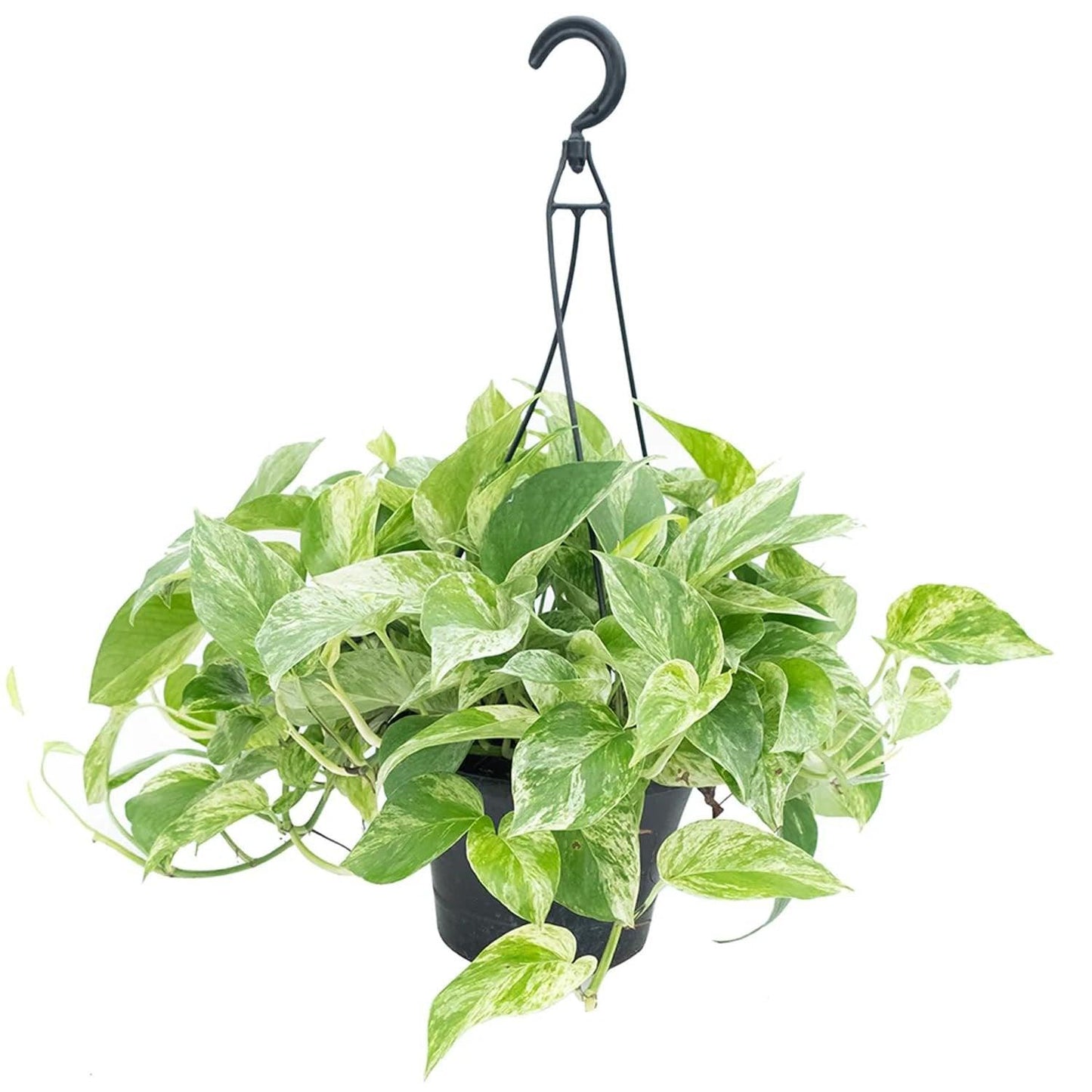 Epipremnum aureum (Marble Queen)