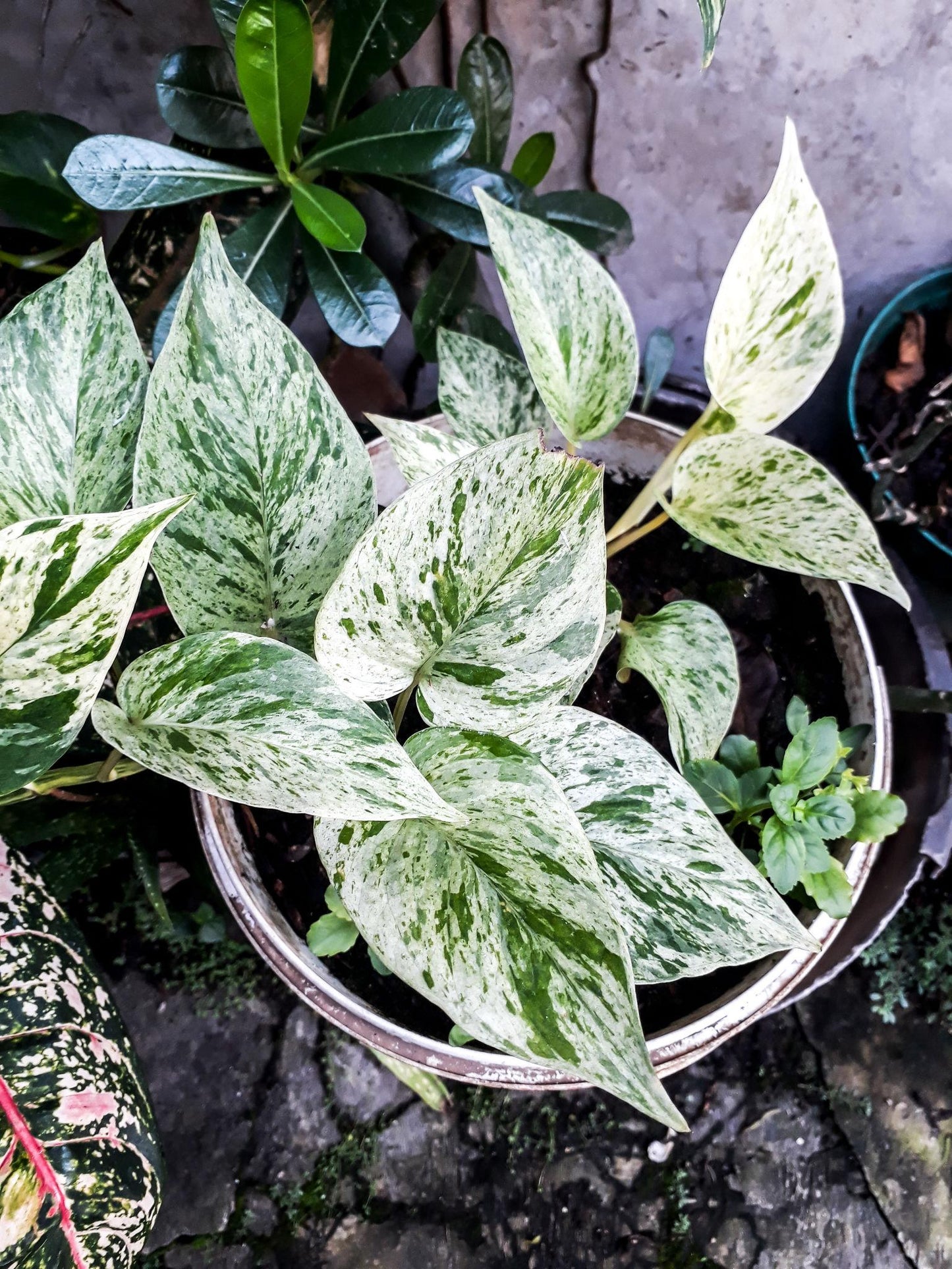 Epipremnum aureum (Marble Queen)