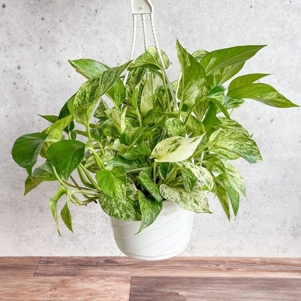 Epipremnum aureum (Marble Queen)