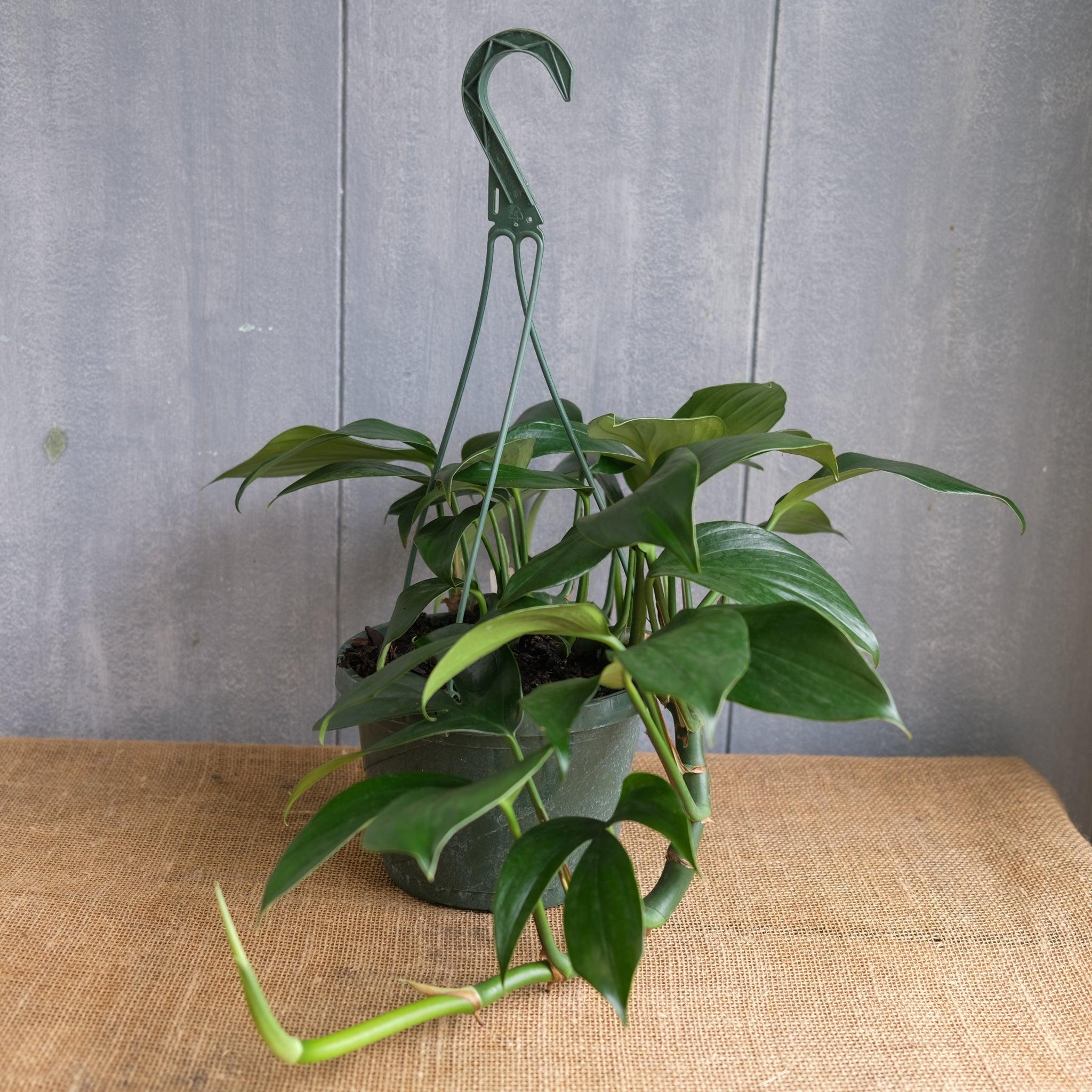 Epipremnum Pinnatum (Dragon Tail Plant) – Hanging Baskets