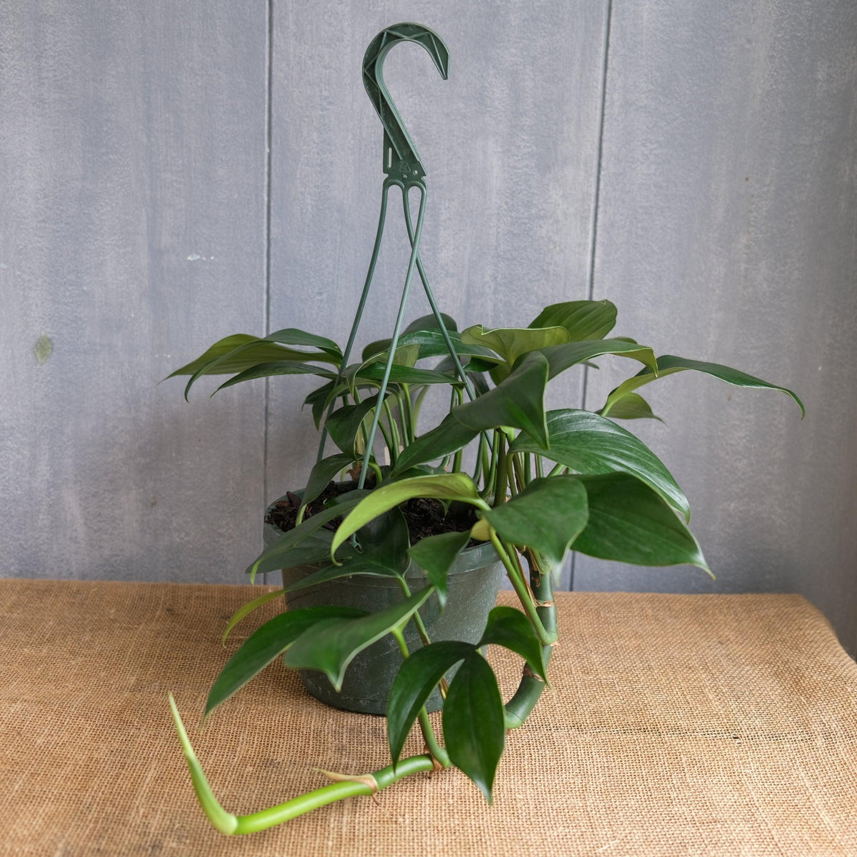 Epipremnum Pinnatum (Dragon Tail Plant) – Hanging Baskets