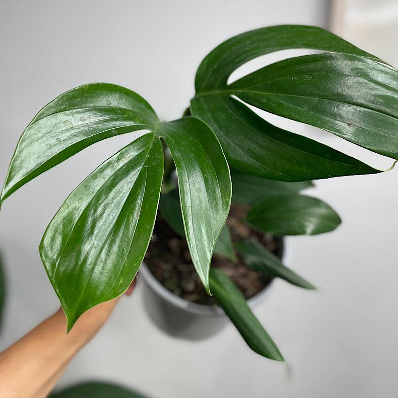 Epipremnum Pinnatum (Dragon Tail Plant) – Hanging Baskets