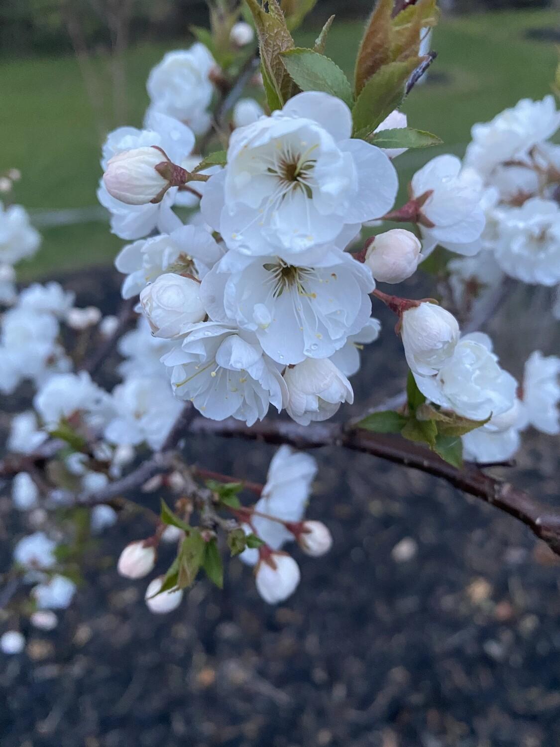 Prunus Salicina 'VicTall' Snow Queen® (Snow Queen® Plum)