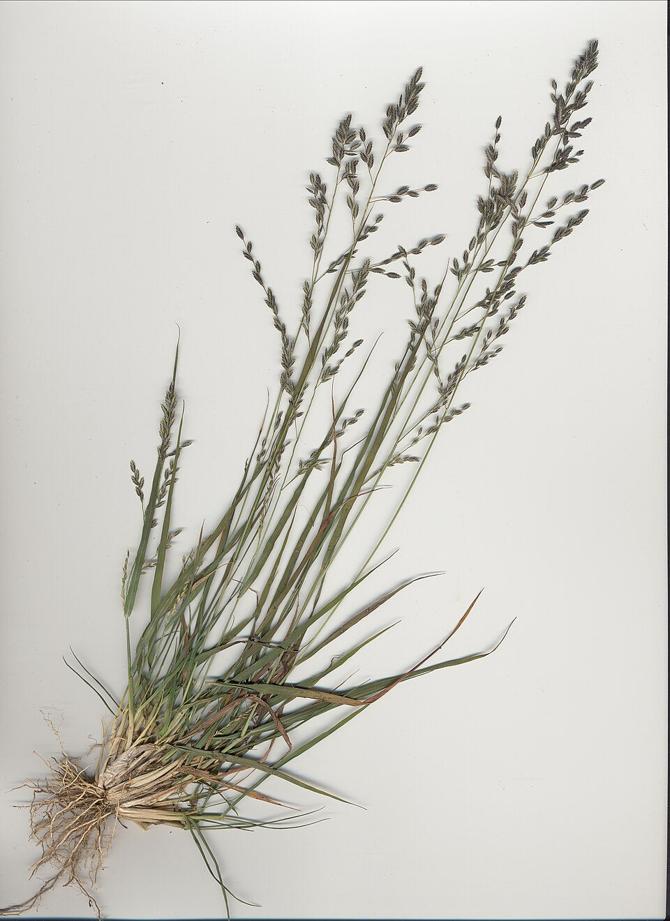 Eragrostis benthamii (Bentham’s Lovegrass)