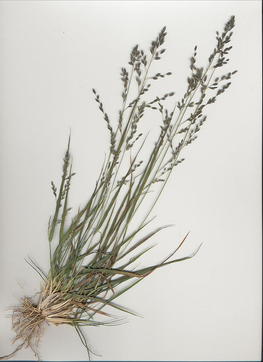 Eragrostis benthamii (Bentham’s Lovegrass)