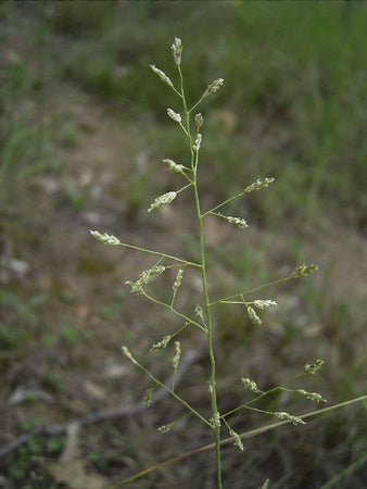 Eragrostis Leptostachya (Paddock Lovegrass)