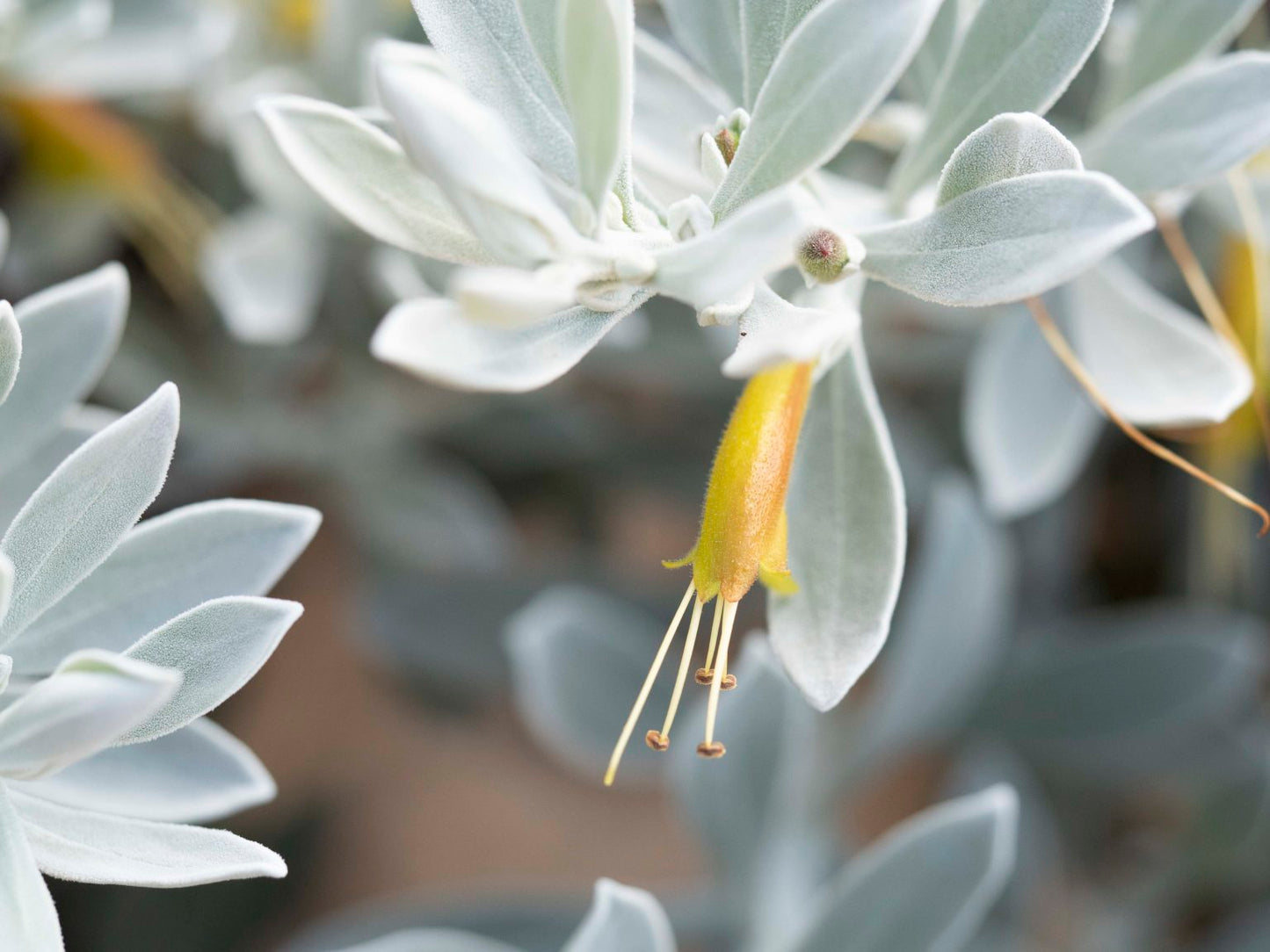 Eremophila glabra ‘Kalbarri Carpet’ (Kalbarri Carpet Emu Bush)