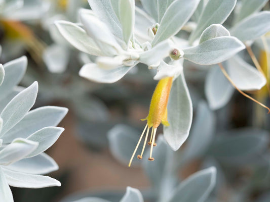 Eremophila glabra ‘Kalbarri Carpet’ (Kalbarri Carpet Emu Bush)