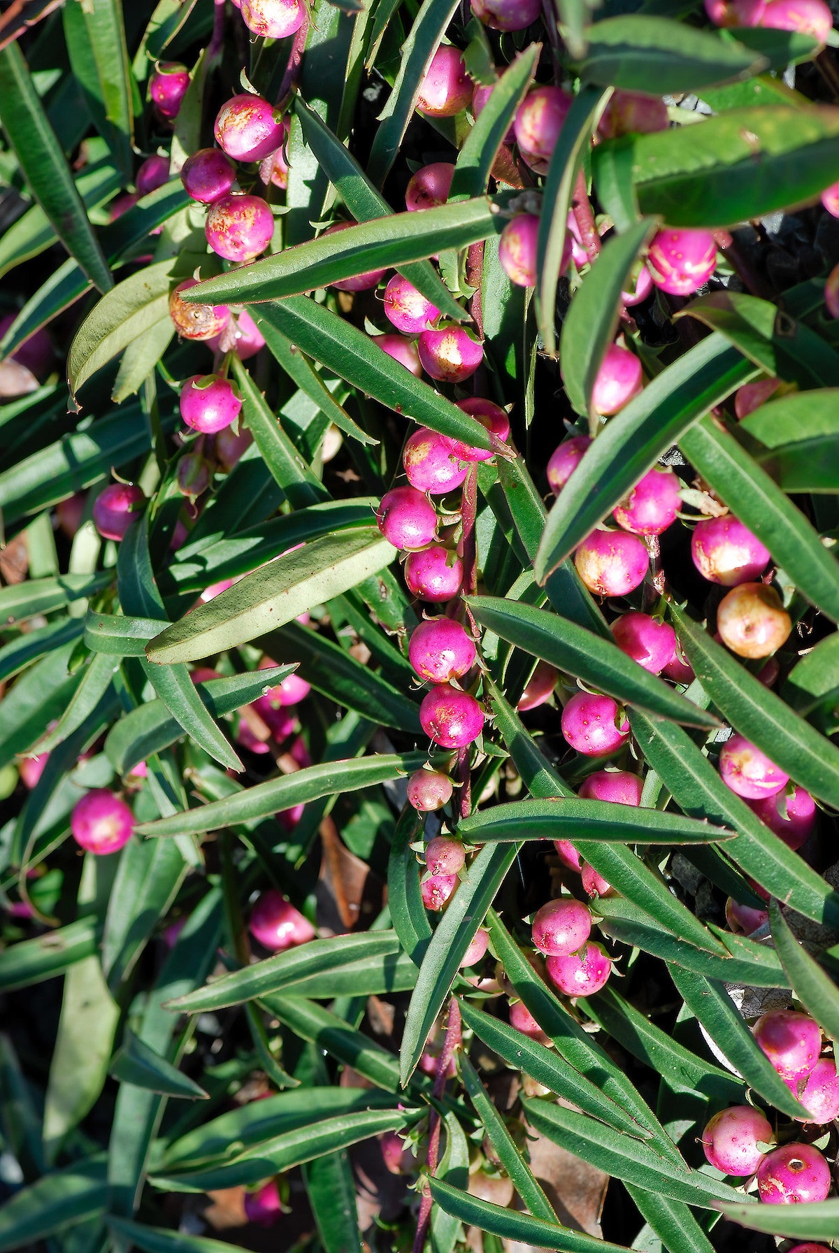 Eremophila Debilis (Trailing Emu Bush)