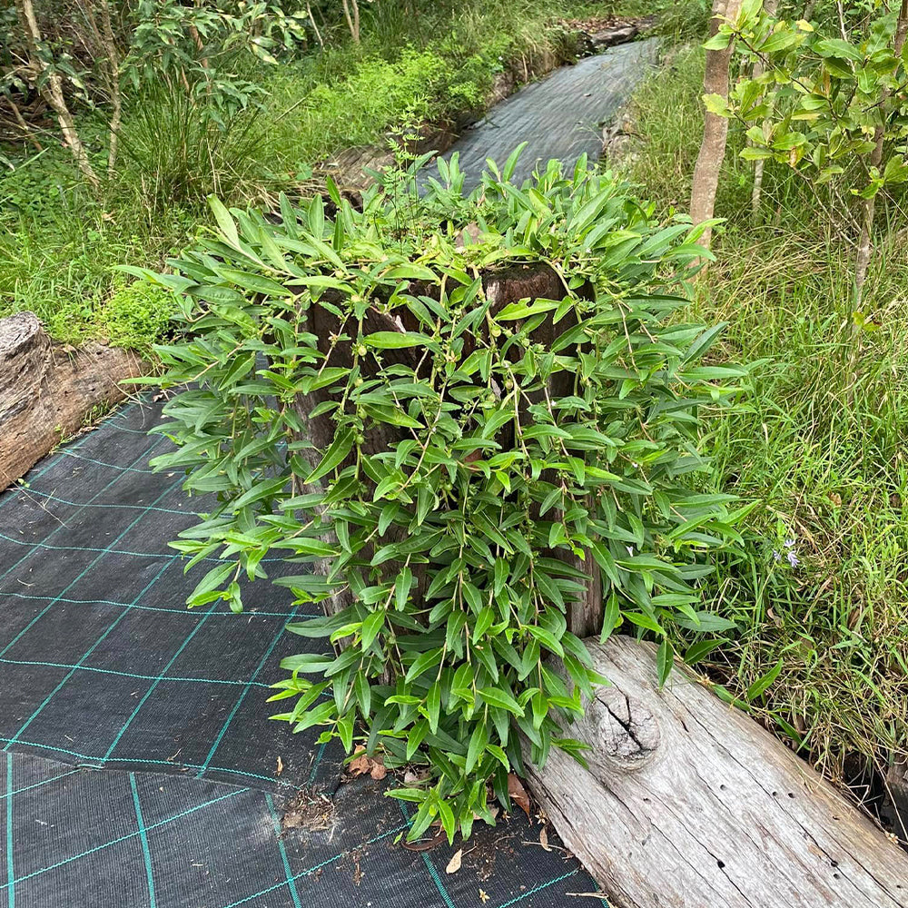 Eremophila Debilis (Winter Apple)