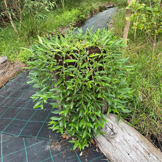 Eremophila Debilis (Winter Apple)