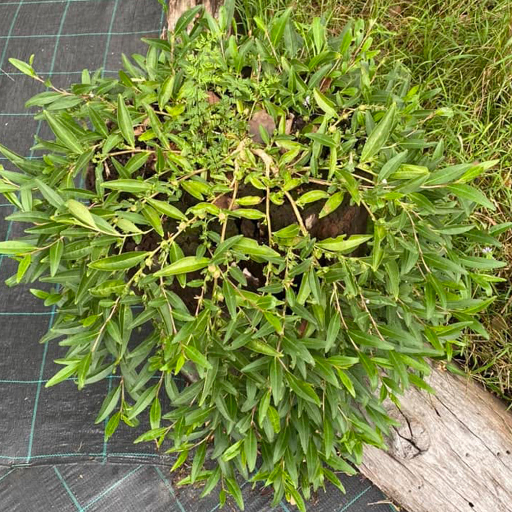 Eremophila Debilis (Winter Apple)