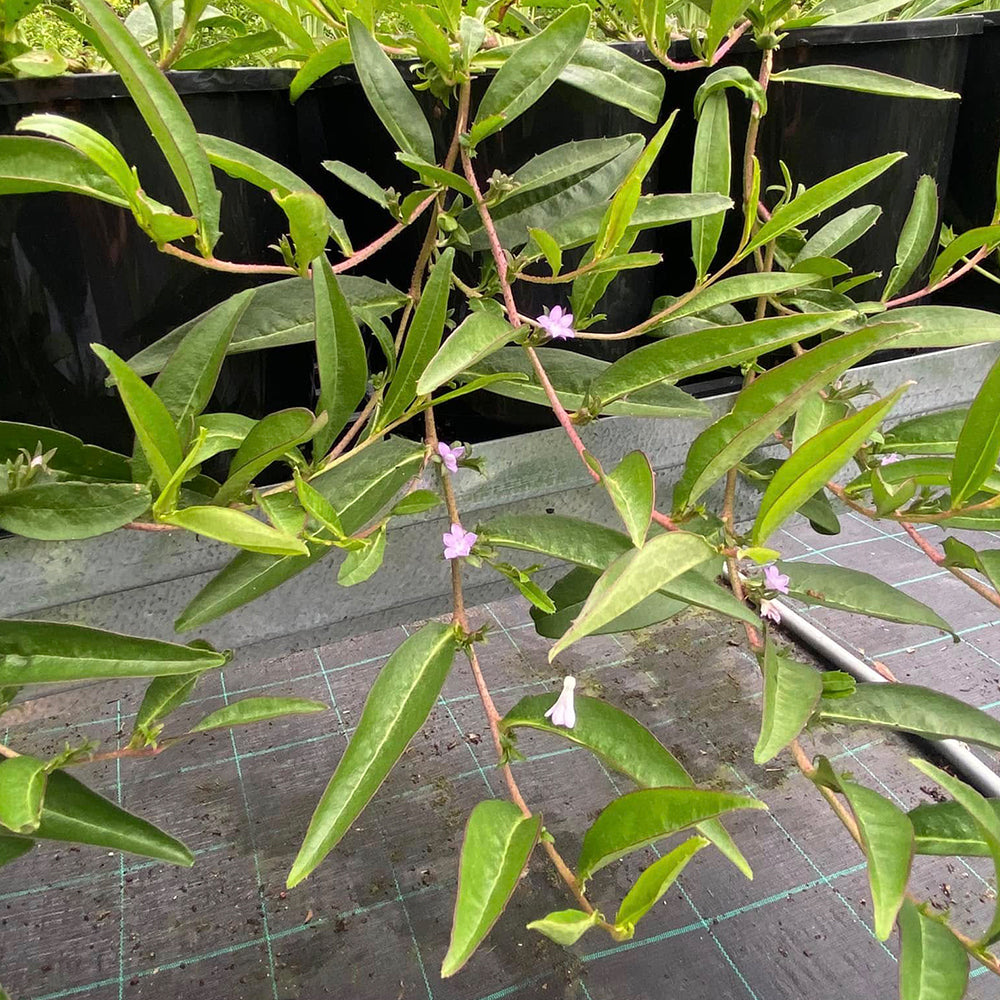 Eremophila Debilis (Winter Apple)