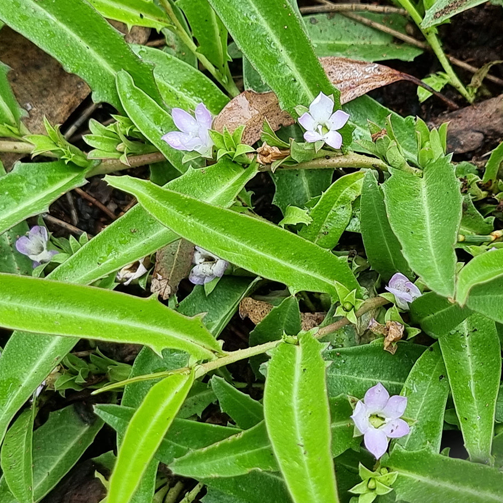 Eremophila Debilis (Winter Apple)