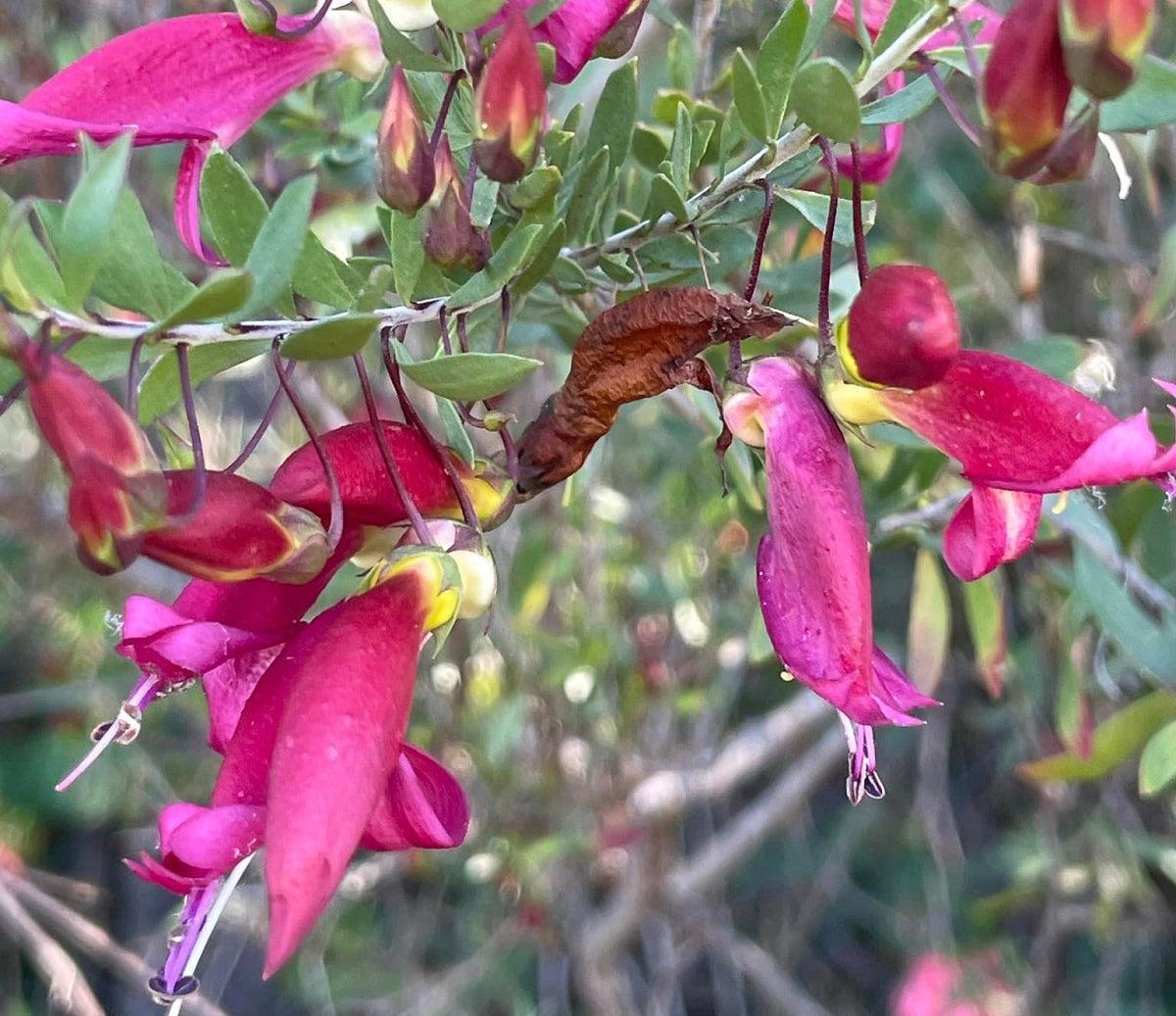 Eremophila Maculata ‘Pink Passion’