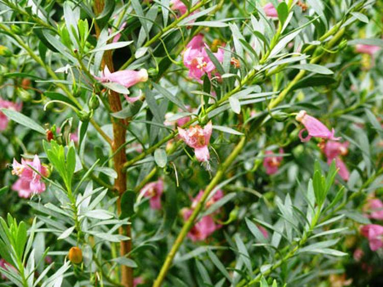 Eremophila Maculata ‘Pink Passion’