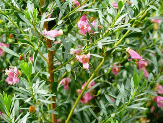 Eremophila Maculata ‘Pink Passion’