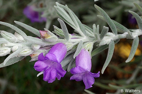 Eremophila Nivea (Silky Eremophila / Silky Emu Bush)