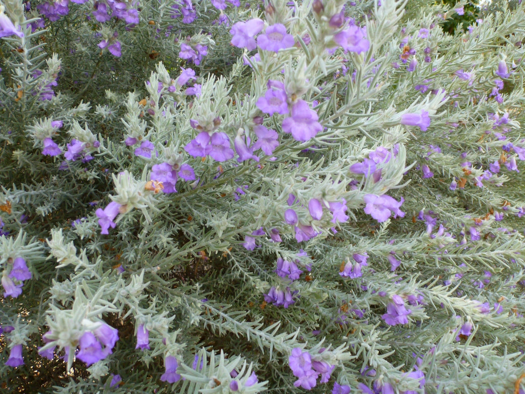 Eremophila Nivea (Silky Eremophila / Silky Emu Bush)
