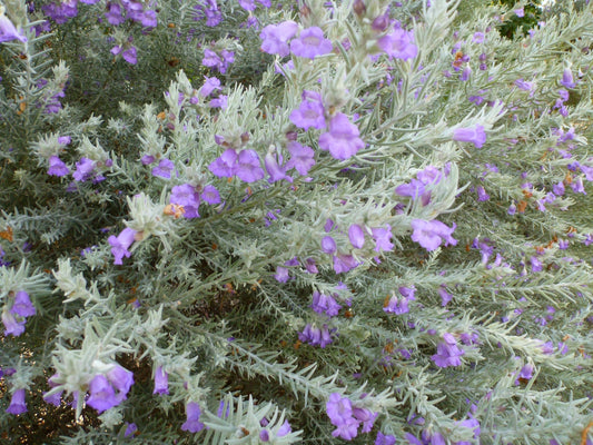 Eremophila Nivea (Silky Eremophila / Silky Emu Bush)