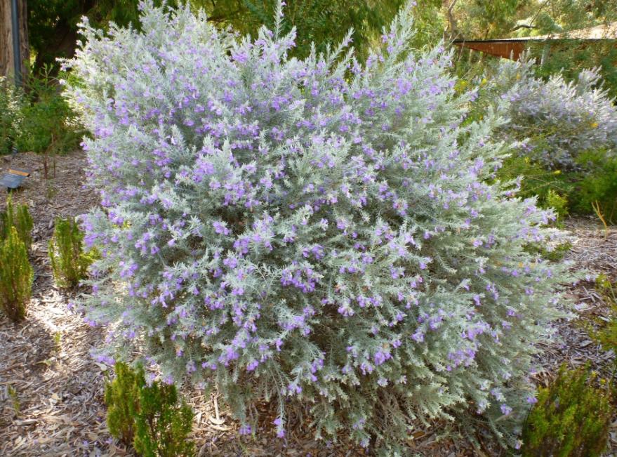 Eremophila Nivea ‘Spring Mist’ (Spring Mist Silky Emu Bush)