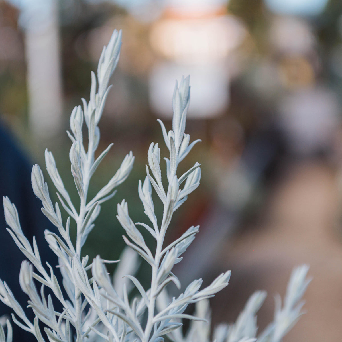 Eremophila Nivea ‘Spring Mist’ (Spring Mist Silky Emu Bush)