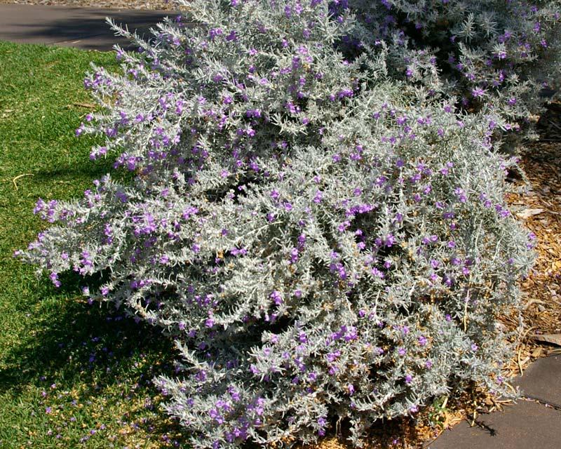 Eremophila Nivea ‘Spring Mist’ (Spring Mist Silky Emu Bush)