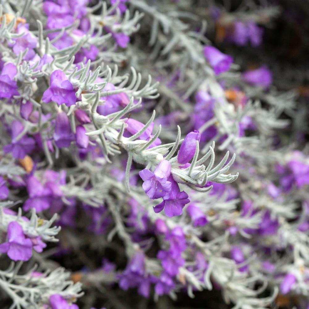 Eremophila Nivea ‘Spring Mist’ (Spring Mist Silky Emu Bush)