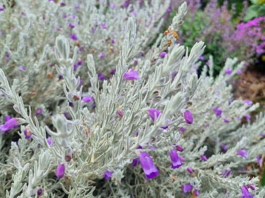 Eremophila Nivea ‘Spring Mist’ (Spring Mist Silky Emu Bush)