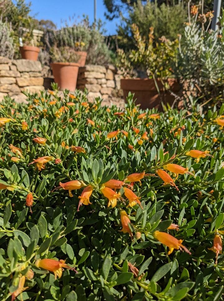 Eremophila ‘Roseworthy’ (Roseworthy Emu Bush)