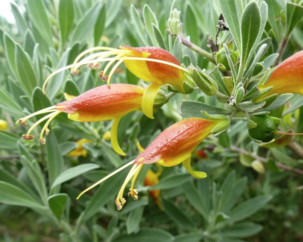 Eremophila ‘Roseworthy’ (Roseworthy Emu Bush)