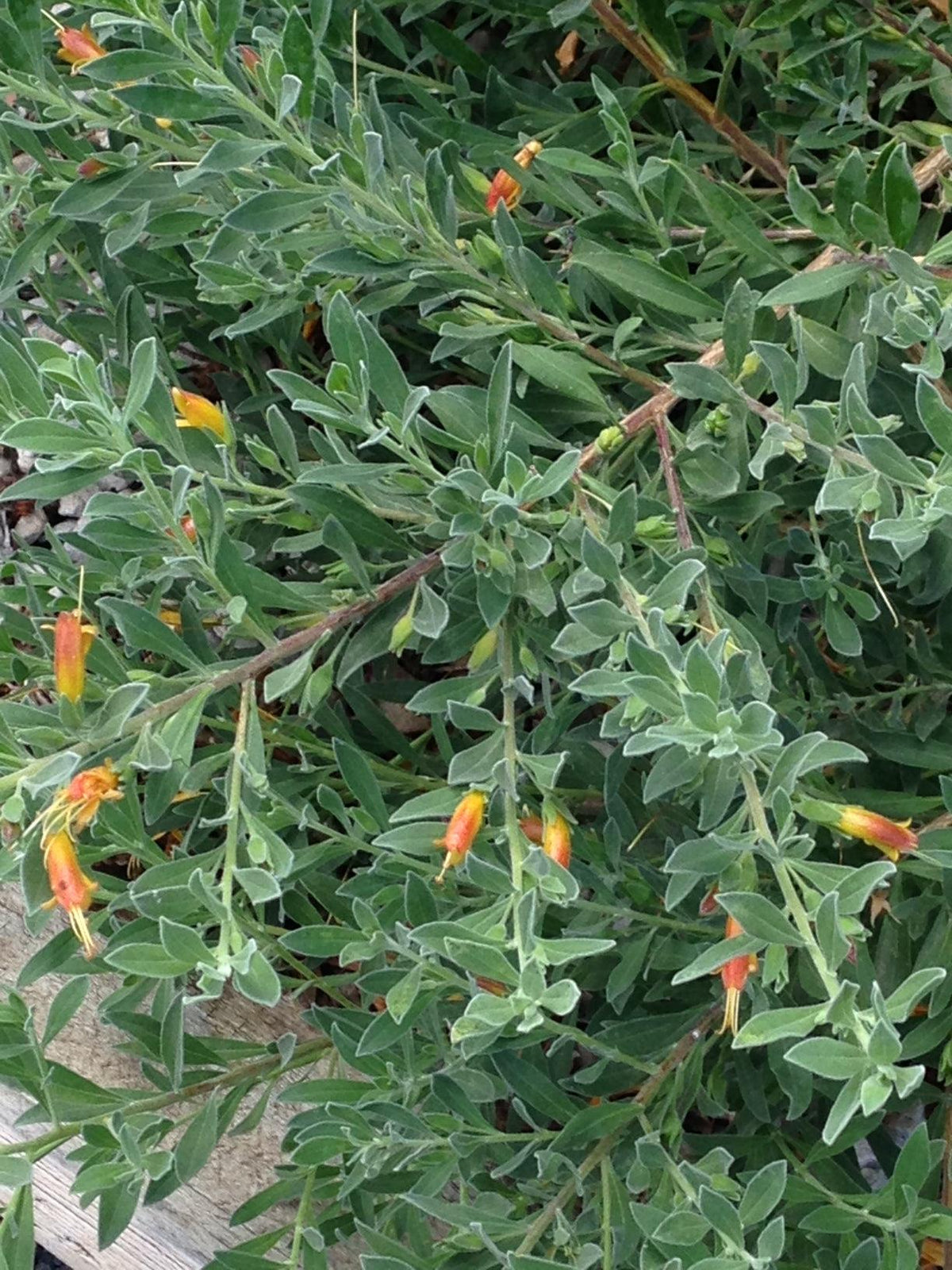Eremophila ‘Roseworthy’ (Roseworthy Emu Bush)