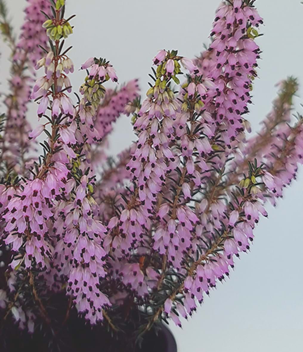 Erica × Darleyensis ‘Darley Dale’ (Darley Dale Heath)