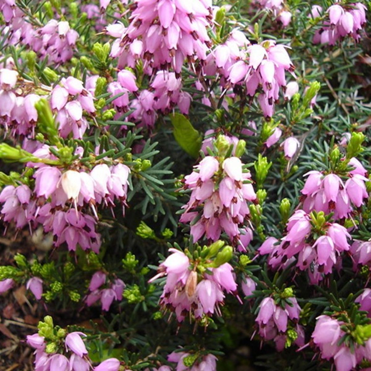 Erica × Darleyensis ‘Darley Dale’ (Darley Dale Heath)