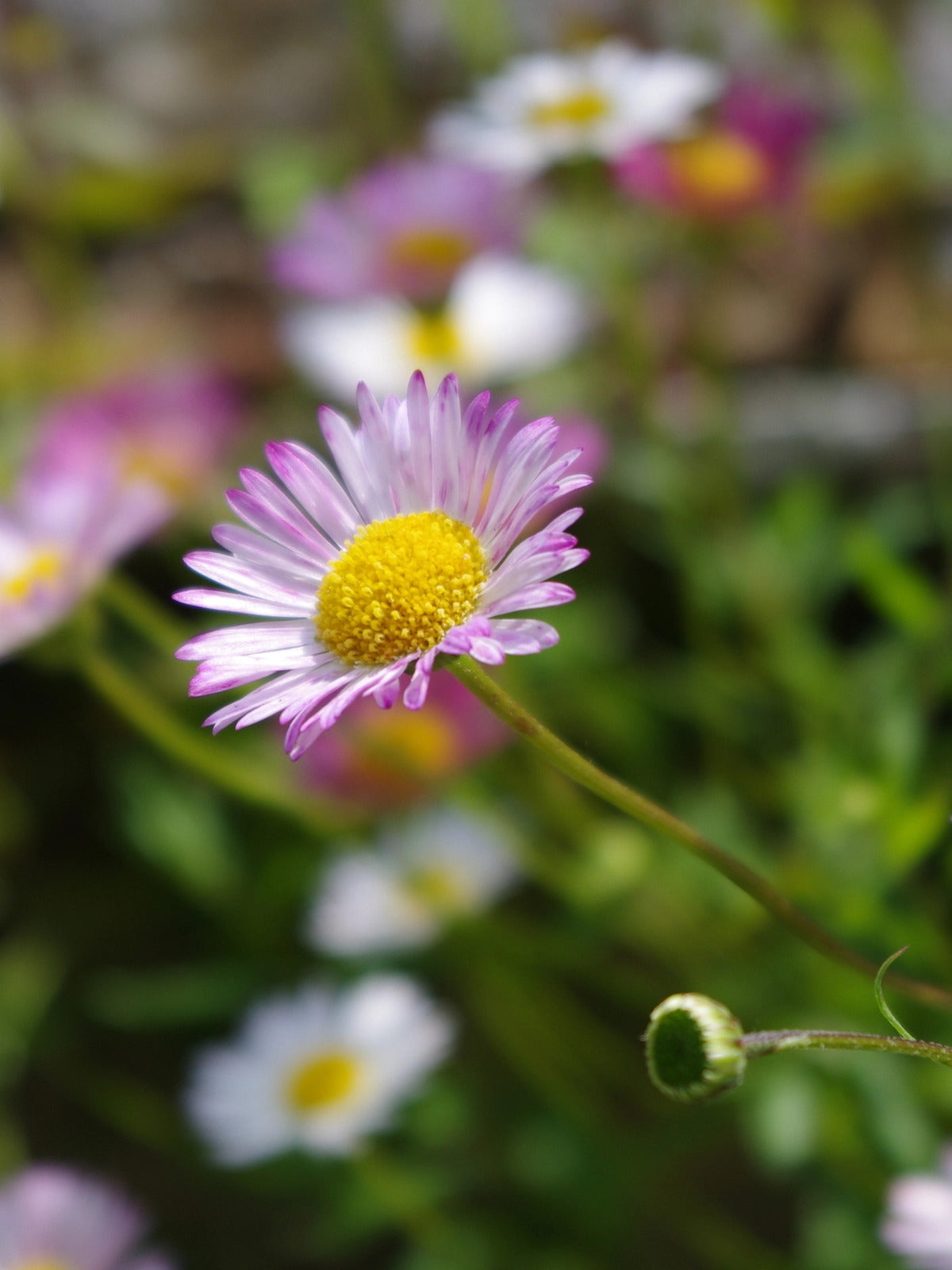 Erigeron Karvinskianus (Mexican Fleabane)