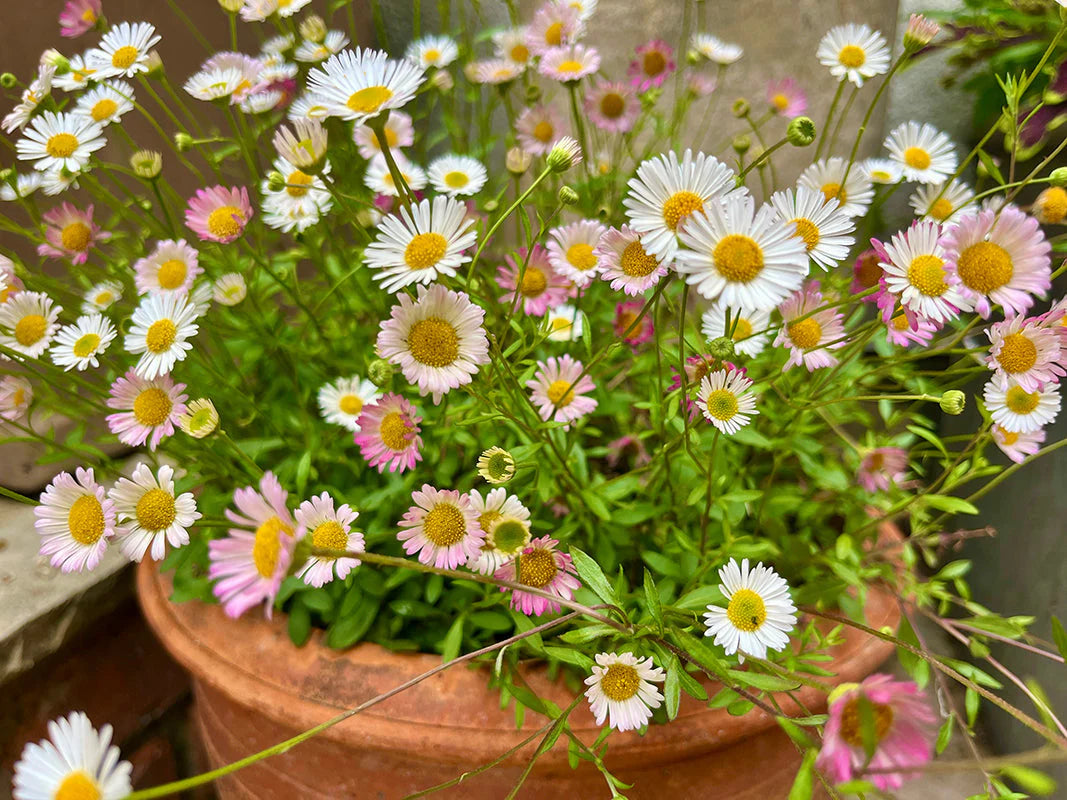 Erigeron Karvinskianus (Mexican Fleabane)