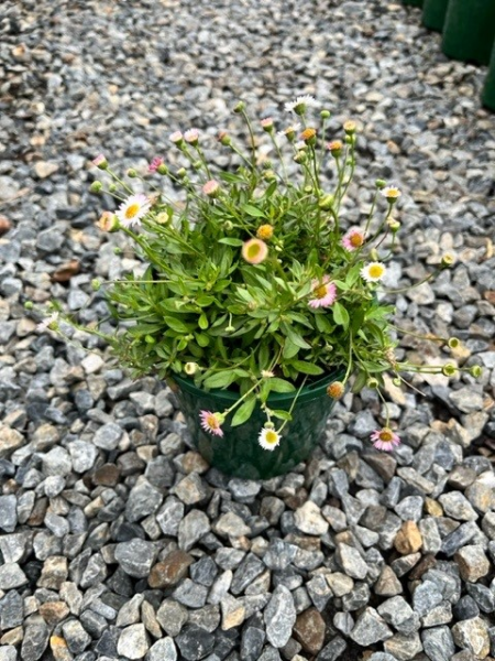 Erigeron Karvinskianus ‘Spindrift’ (Spindrift Mexican Daisy)