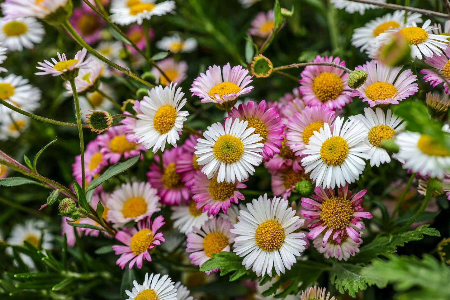 Erigeron Karvinskianus ‘Spindrift’ (Spindrift Mexican Daisy)