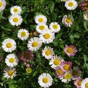 Erigeron karvinskianus (Mexican Fleabane)
